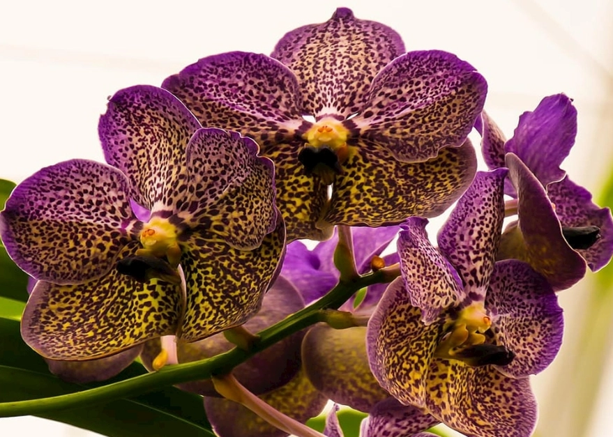 蘭花養護方法 蘭花養護方法