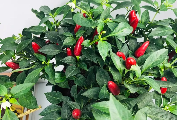 盆栽辣椒病蟲害 盆栽辣椒病蟲害