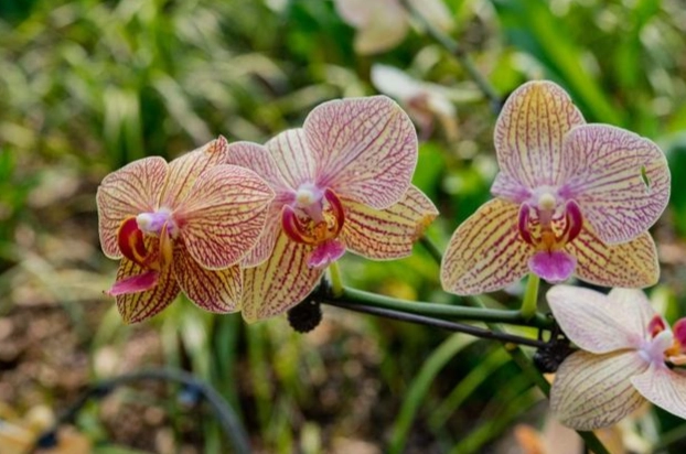 蘭花復花技巧 蘭花復花技巧