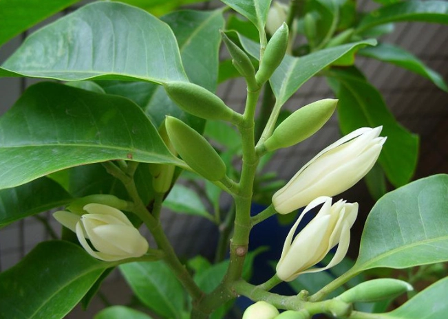 白蘭花盆栽 白蘭花盆栽