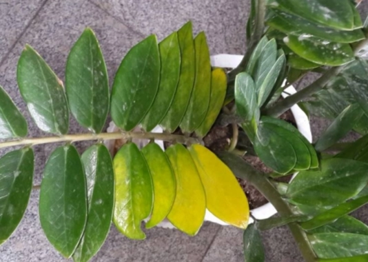 金錢樹變軟原因