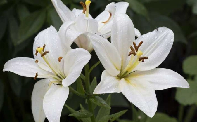 狗有毒植物 狗有毒植物