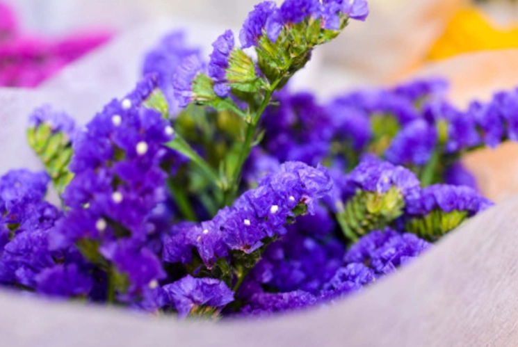 送朋友的花 送朋友的花