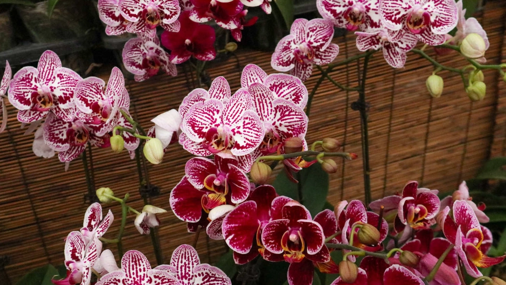 蝴蝶蘭花期 蝴蝶蘭花期