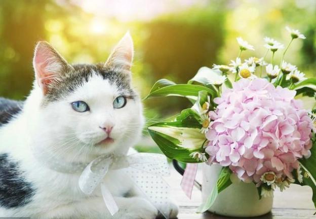 寵物安全花卉 寵物安全花卉