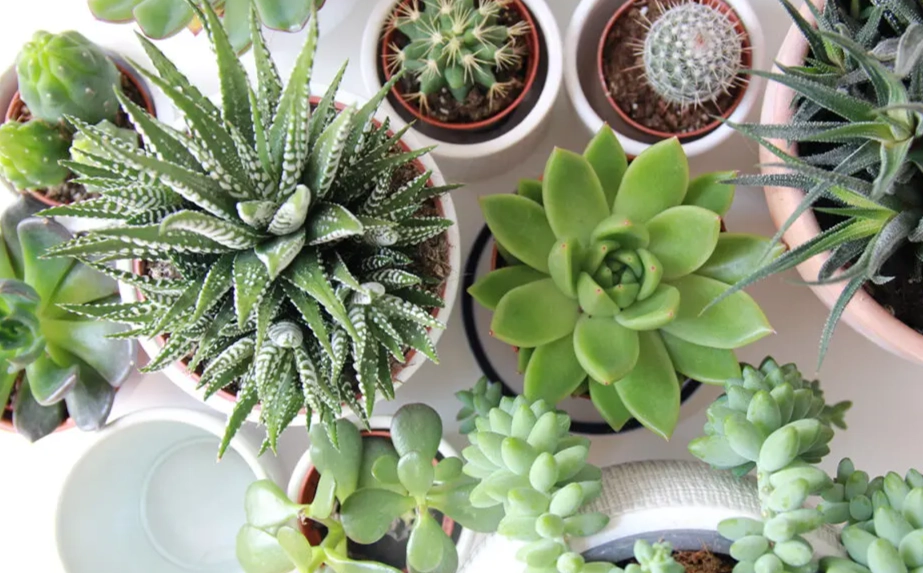 多肉植物大小 多肉植物大小