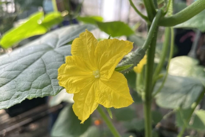 小黃瓜種植秘訣 小黃瓜種植秘訣