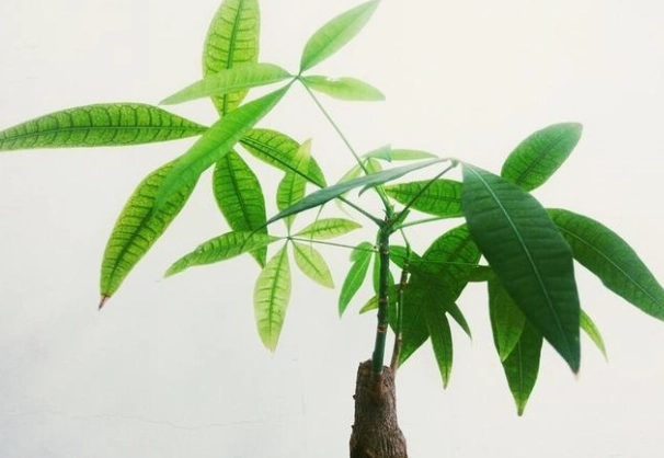 室內植物發財樹 室內植物發財樹