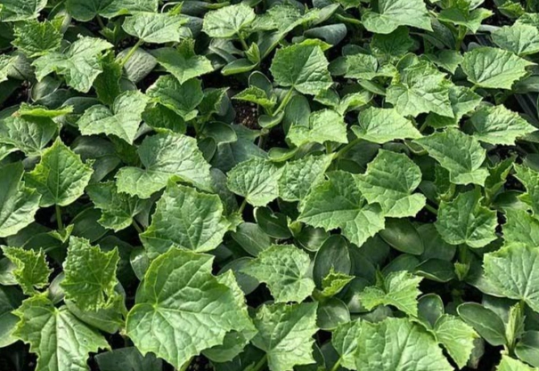 小黃瓜種植時機 小黃瓜種植時機