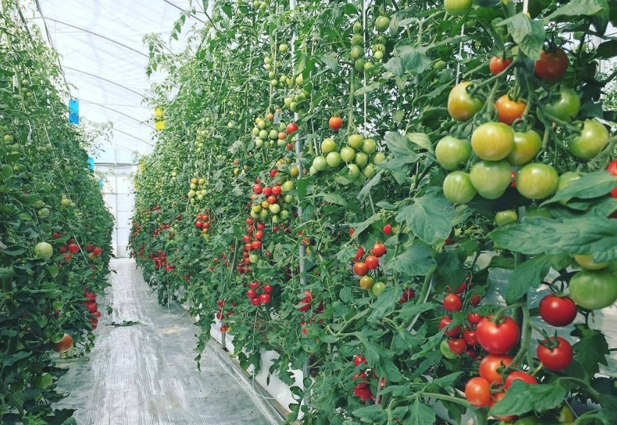 番茄栽培技術