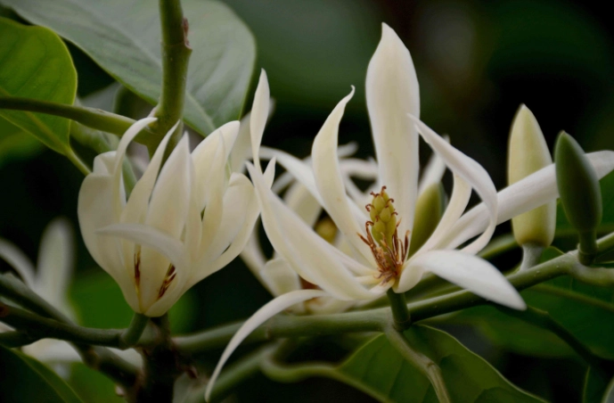 白蘭花樹開花