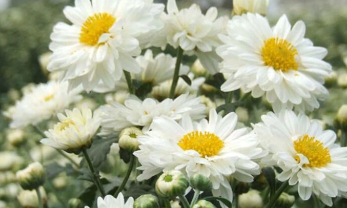 滁菊花哪裡買 滁菊花哪裡買