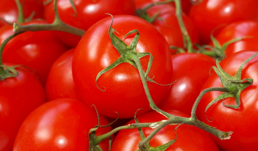 番茄移植技巧 番茄移植技巧