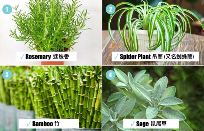 貓咪安全大型植物