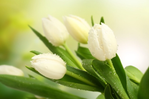 友情花語 友情花語