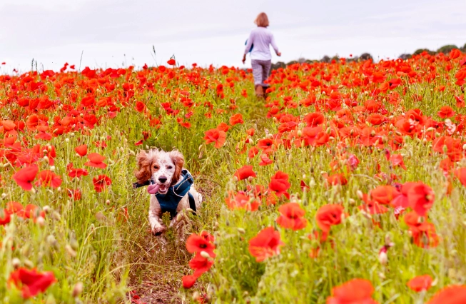 寵物花卉安全 寵物花卉安全