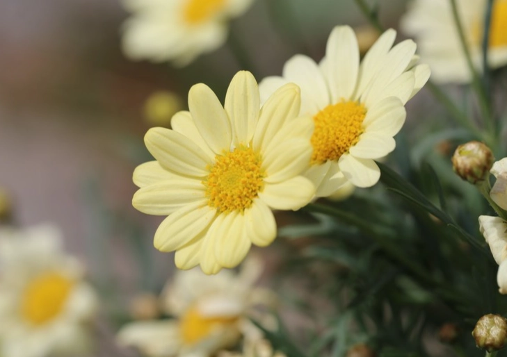 花語溫柔 花語溫柔