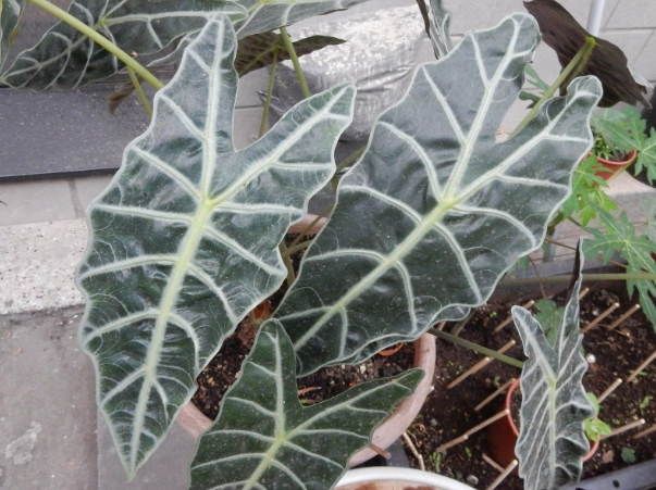 觀音蓮黃邊原因 觀音蓮黃邊原因