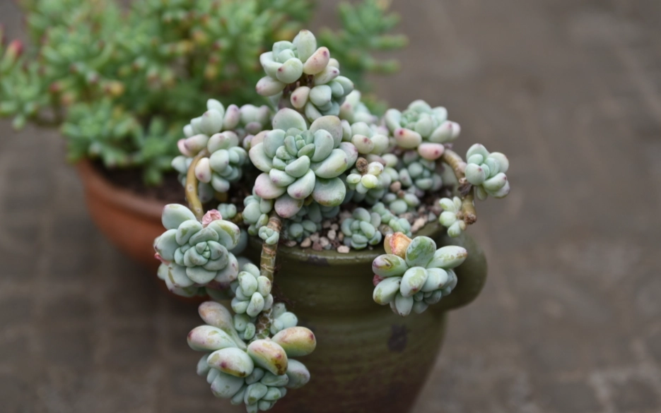 多肉植物換盆步驟