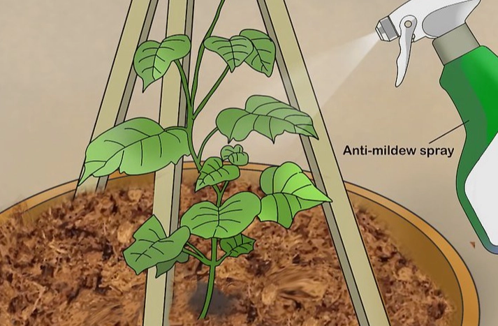 黃瓜病蟲害防治