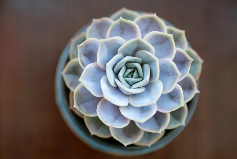 多肉換盆舊土處理