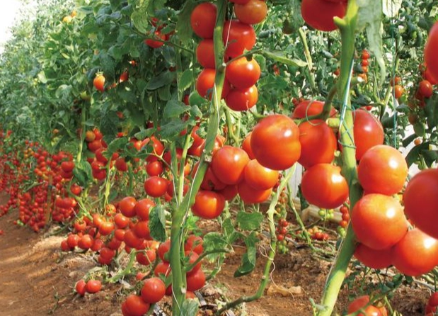 番茄栽培技術