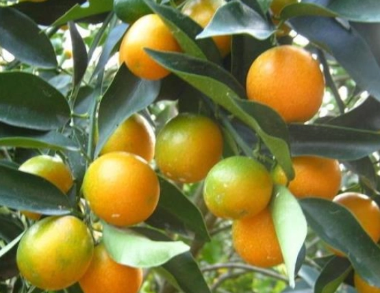 金桔葉子變黃原因