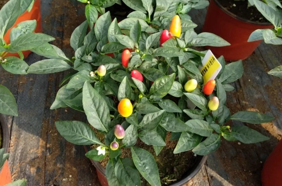 辣椒盆栽種植方法