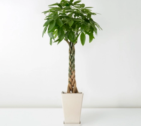 發財樹養護技巧 發財樹養護技巧