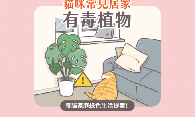貓咪有毒植物