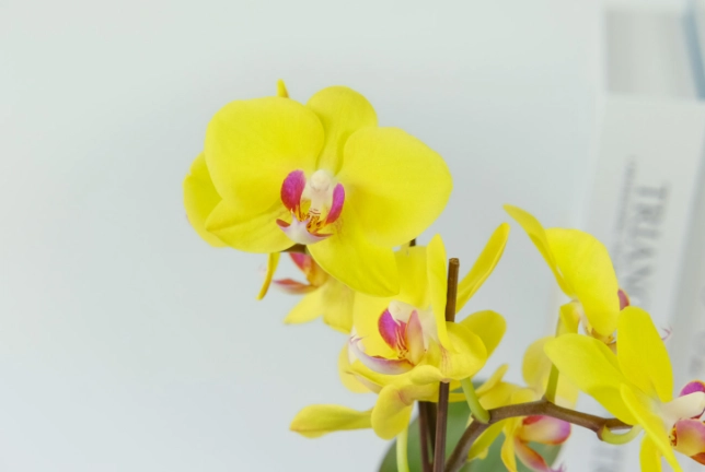 蝴蝶蘭照顧技巧 蝴蝶蘭照顧技巧