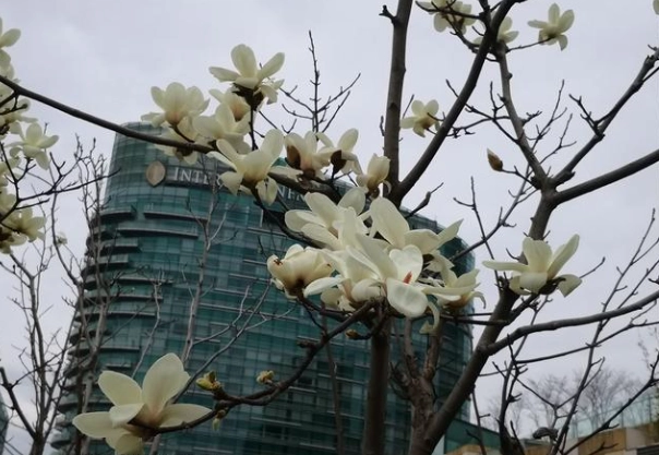 玉蘭花寵物安全 玉蘭花寵物安全