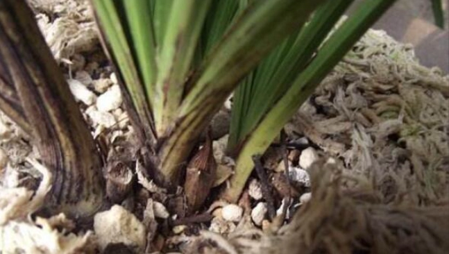 蘭花葉子發黃 蘭花葉子發黃