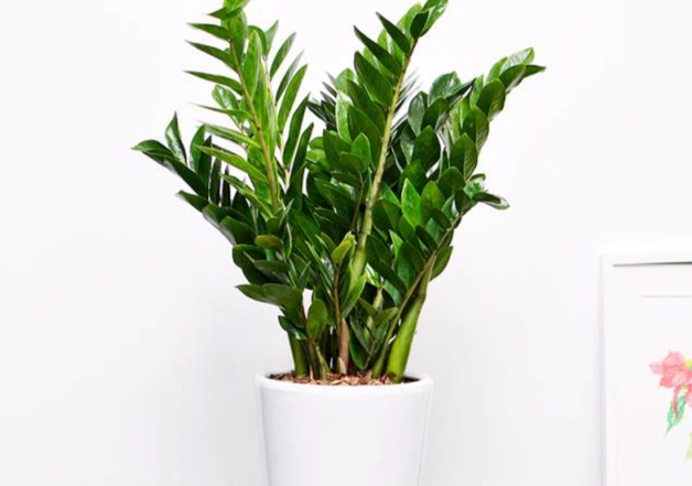 金錢樹養護技巧