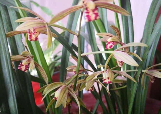 盆栽蘭花澆水 盆栽蘭花澆水