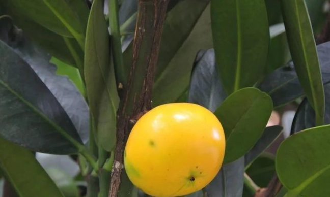 菲島福木果實營養