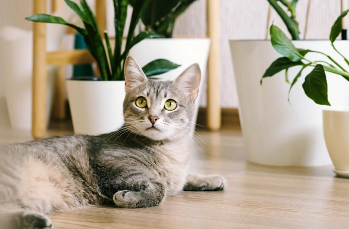 貓植物中毒症狀