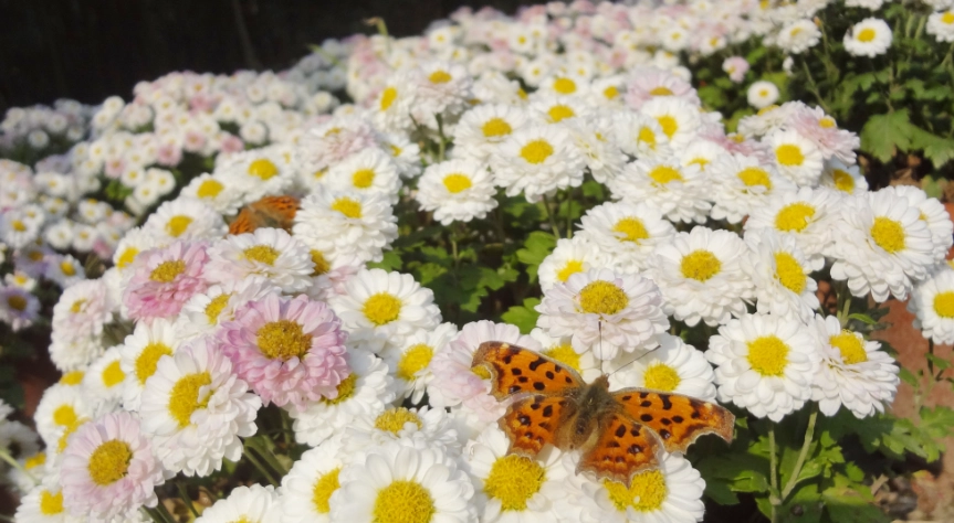 杭菊功效 杭菊功效