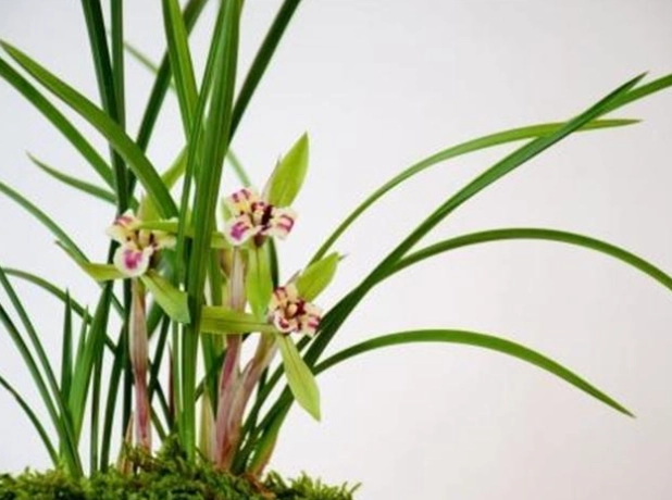 蘭花葉片變軟處理