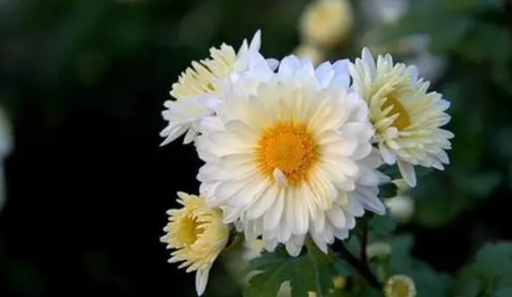 滁菊花哪裡買 滁菊花哪裡買