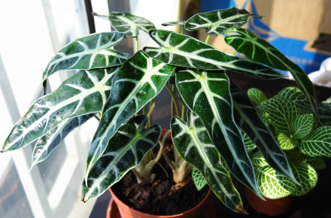 觀音蓮黃邊原因 觀音蓮黃邊原因