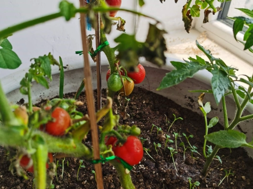番茄施肥時機 番茄施肥時機