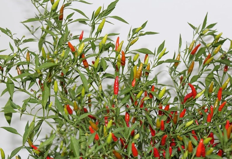 盆栽辣椒照顧技巧