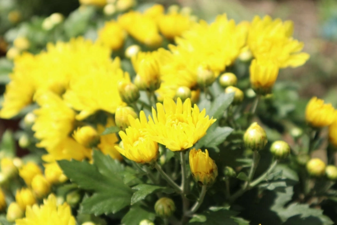 安全植物推薦 安全植物推薦