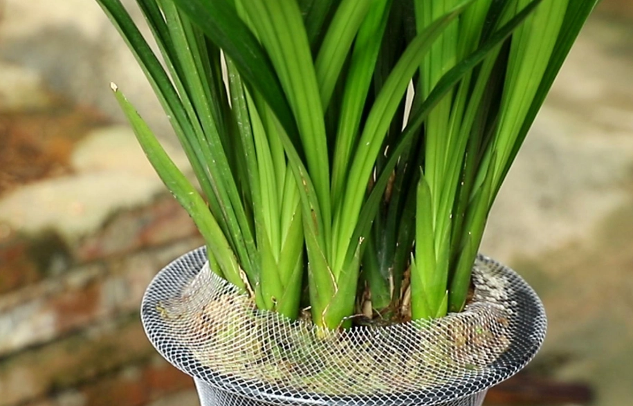 室内兰花养护 室内兰花养护