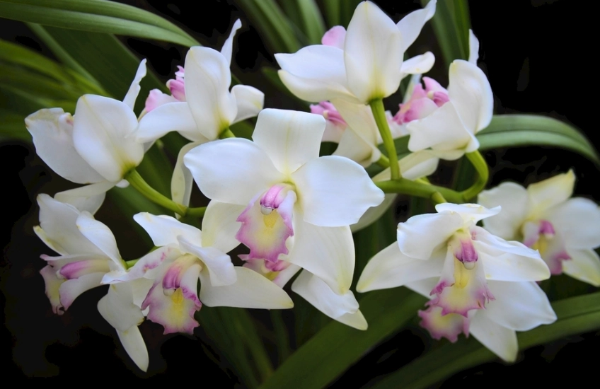 蘭花葉子掉落原因