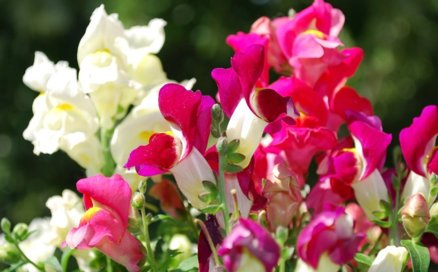 福樹種植 福樹種植