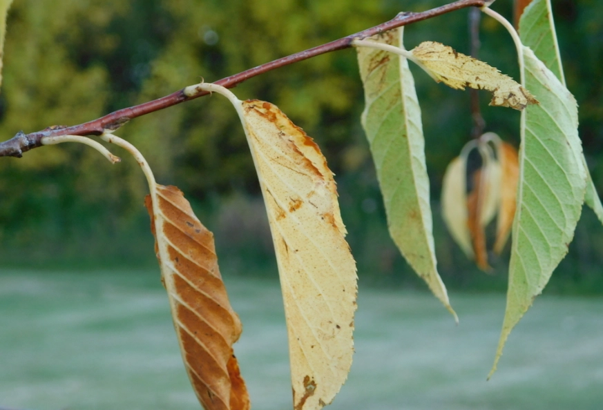 枯萎樹木救治方法