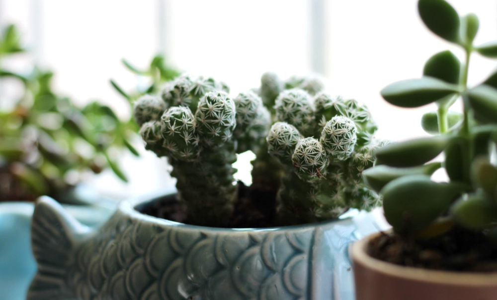 多肉植物換盆方法