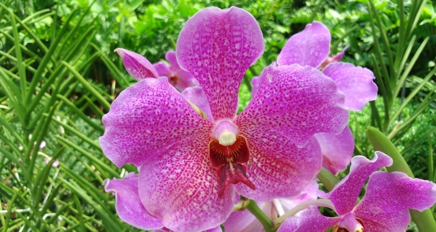 盆栽蘭花照顧技巧 盆栽蘭花照顧技巧